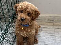 Safkan Toy Poodle Yavrusu