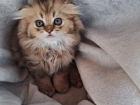 Scottish Fold Ve British Shorthair Yavrularımız