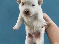 Dişi erkek chihuahua
