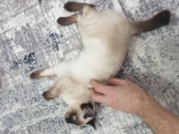 5 aylık safkan kırık kuyruk dişi siyam kedisi