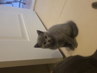 British shorthair bir buçuk aylık yavrular dişi kedi