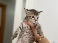 British golden erkek kedi