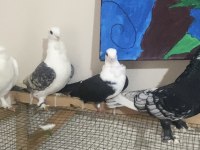 3 adet hünkari 1 mısıri güvercin