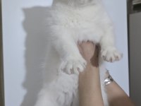 Kar beyaz british shorthair yavrularım