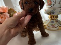 Ruhsatlı Ve Onaylı Çiftliğimizden Poodle Yavruları