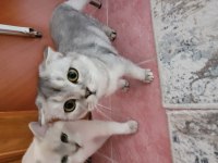 Scottish fold kedisi