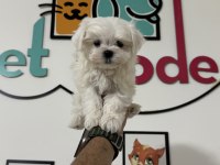Tea cup kore man maltese ziyarete açık