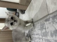 2 Aylık British Shorthair Yavrularımız