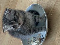 Scottish fold yeni yuva arıyoruz