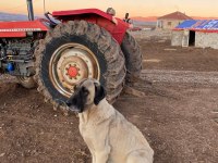 Dişi kangal damızlık 4 yaşında 80 cm