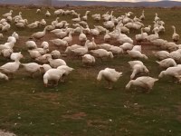 AŞILARI YAPILMIŞ MAST KAZI CİVCİVLERİ