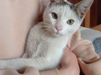YAVRU ERKEK BEYAZ KEDİMİZ