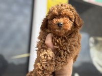 Ankaranın en elit toy poodle yavruları
