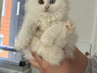 Bal gibi tatlı yavru british longhair kediler