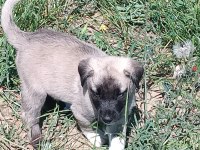 Yeni Doğmuş Kangal Yavruları