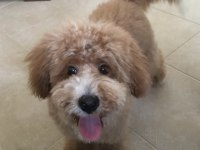 7 aylık eğitimli toy poodle erkek