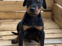 Atletik Yapıda Doberman Yavruları