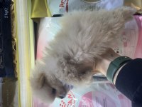 Saf kan pomeranian boo yavrularımız