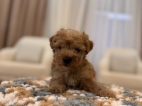 İpek gibi Maltipoo