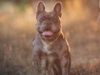 Takip şartıyla ücretsiz sahiplendirme french bulldog