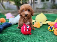 Maltipoo Yavrularımız