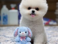 A Kalite Pomeranian Boo Show Face