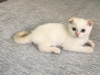 EVİNİZİN NEŞESİ OLACAK SARIŞIN SCOTTİSH YAKIŞIKLILAR