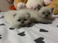 Sağlık Garantili British Shorthair Yavrular