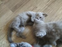 Cok uyguna maviş gözlü british shorthair yavrular