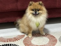 Pomeranian Boo Köpeği
