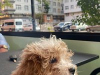 Vex 6 aylık maltipoo