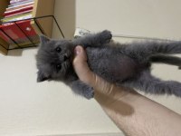 55 günlük erkek british shorthair