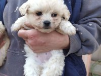 (SDK) çiftlikten sıfır numara maltese terrierler