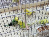 Yavru dişi erkek mevcut muhabbet kuşu