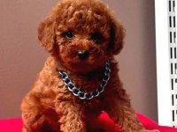 Toypoodle sevimli yavrular ruhsatlı çiftlik 