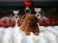 Toy Poodle Yavru Erkek Ve Dişi Yavrular Aşı Yapılmış