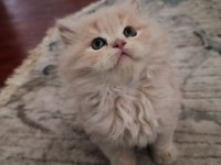 British Longhair Yavruma Yeni Yuva Arıyorum