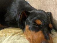 Acil satılık aşıları yapılmış doberman