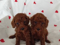 Maltipoo ve maltese yavrularımız mevcuttur