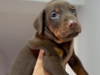 3 aylık erkek kızıl doberman