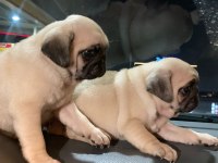 Muhteşem Pug Mops Bebek Köpeklerimiz
