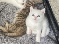 British shorthair evlatlar rezerveye açık