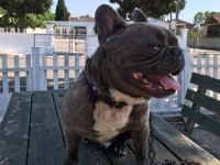 1,5 yaşında french bulldog