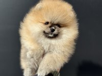 Ankarada ziyarete açık pomeranian yavrular