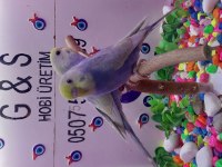 30 günlük bebek muhabbet kuşları