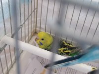 Yeni Yavru Muhabbet Kuşlar
