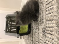 3 aylık chinchilla