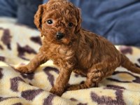 Yasal Köpek Çiftliğinden Toy Poodle Yavrularımız