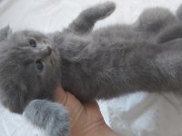 4 adet 40 günlük yavru scottish fold