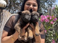 Safkan aşılı malinois yavrularım